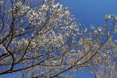 植物園から「おおしまざくら」２