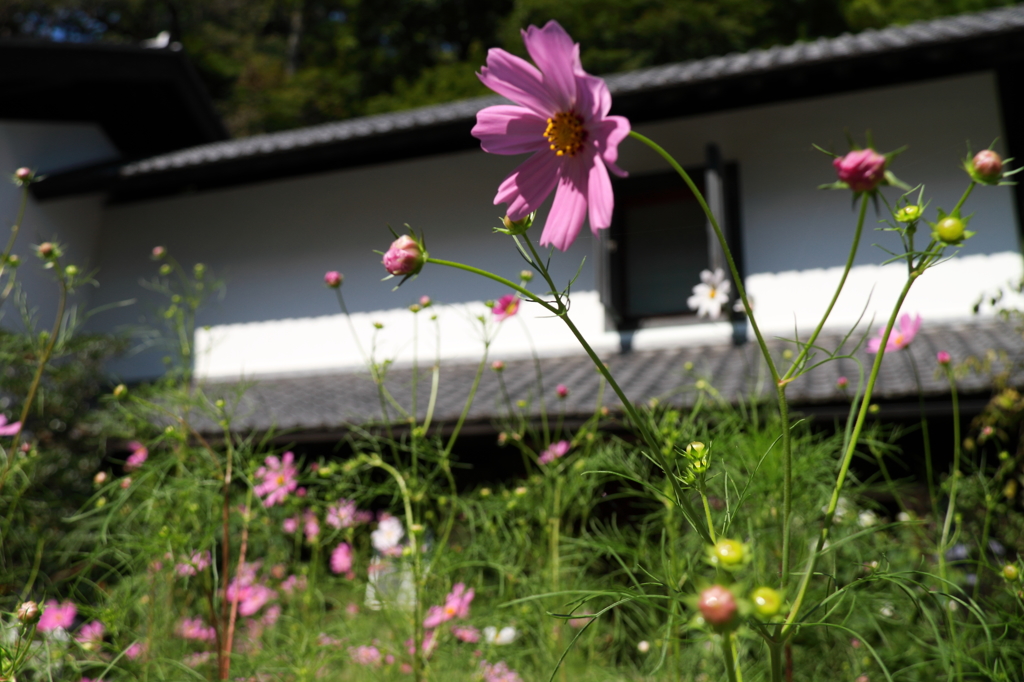 陽光微笑む