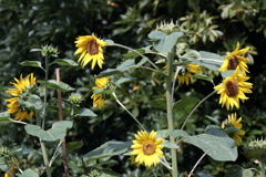 花散歩ひまわり１