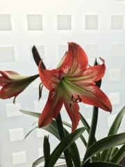 アマリリス咲く