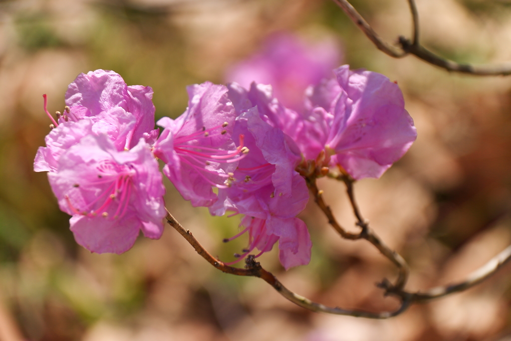 春、植物園５ゲンカイツツジ