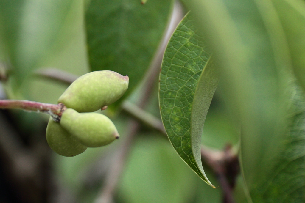ムベの小さな実