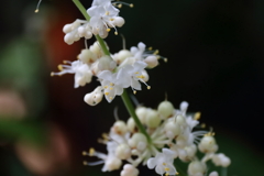 花散歩ヤブミョウガ5