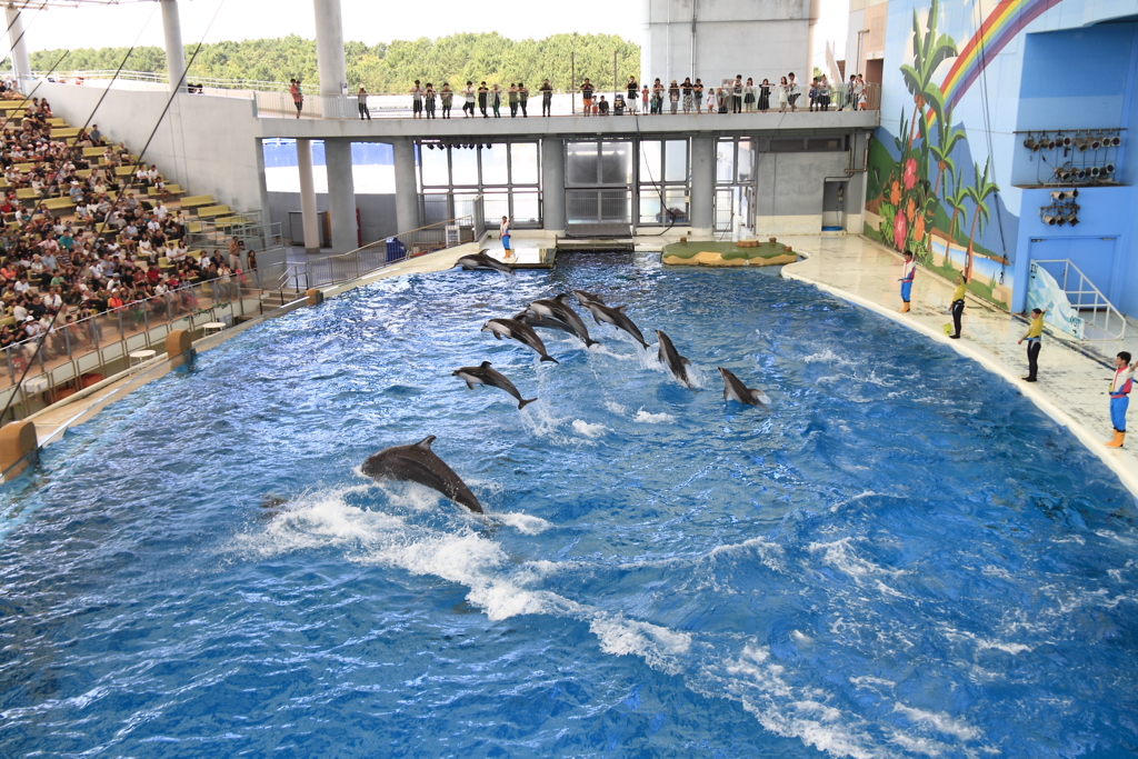 イルカのショー