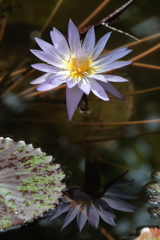 植物園散策睡蓮