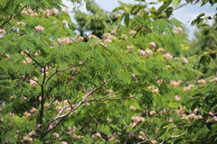 花散歩合歓木３