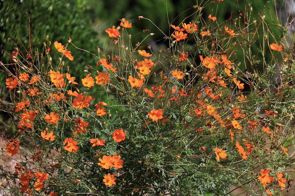 サヨナラはもうすぐ