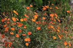 サヨナラはもうすぐ