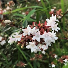 花散歩アベリヤ