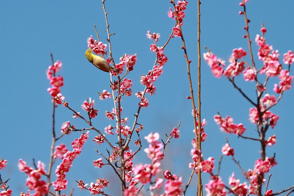 ウメジロウ元気１