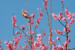 ウメジロウ元気１