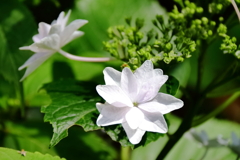 花散歩あじさい白１