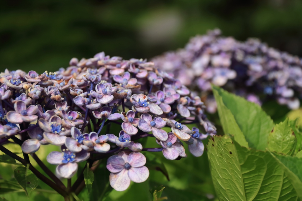 紫陽花の丘５