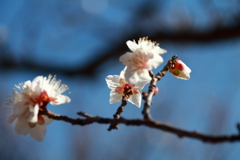 花散歩白梅２