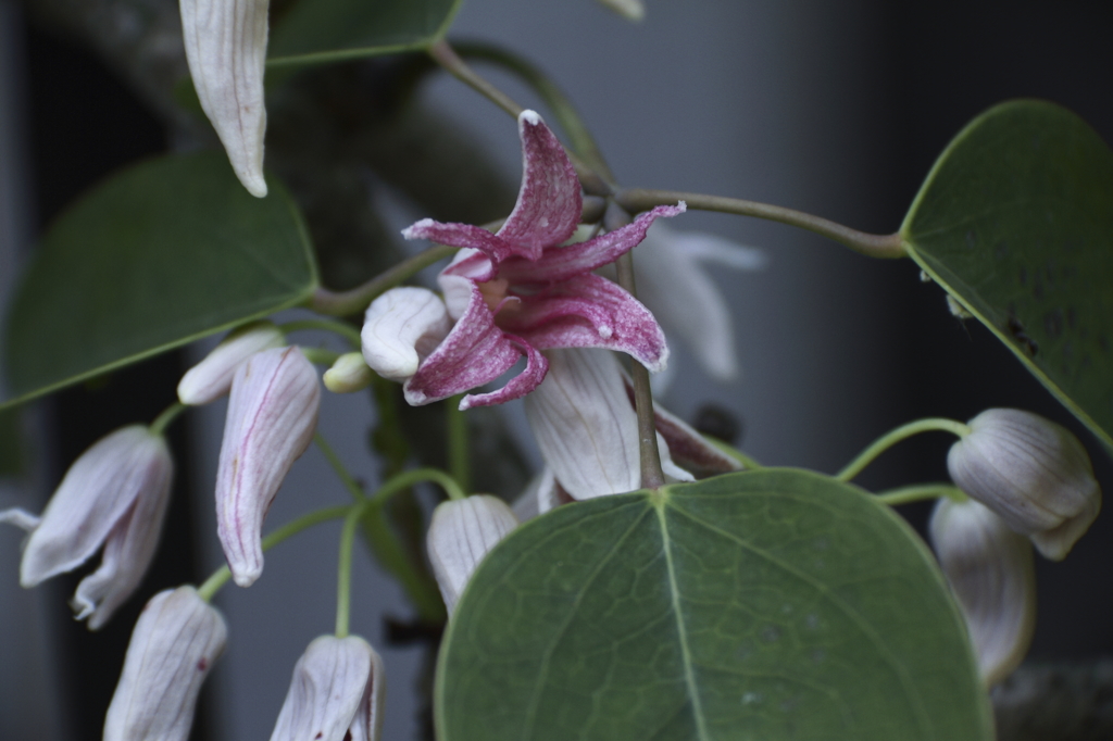 鎌倉花散歩　むべ
