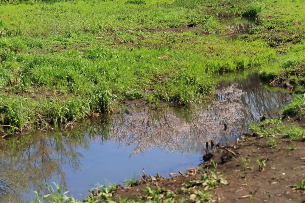 春の小川