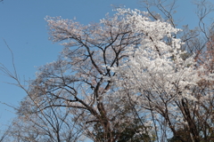 花散歩桜4