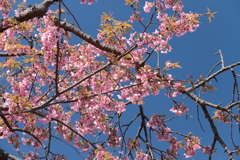 植物園から「おおかんざくら」２
