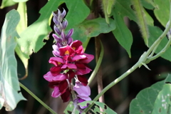 花散歩葛１