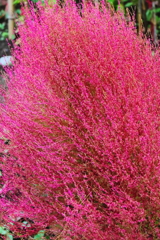 コキア鮮やかに秋