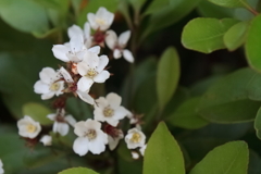 花散歩シャリンバイ２