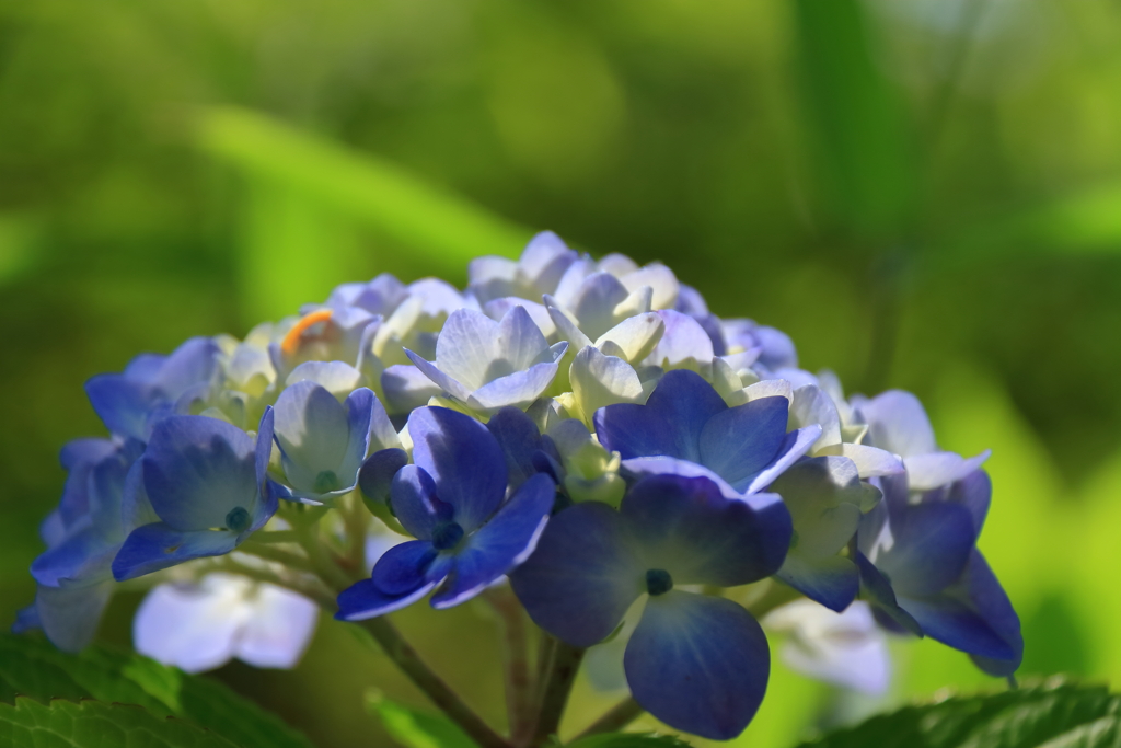 なかなかならない青１