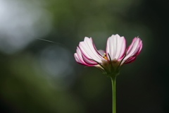 花散歩コスモス２