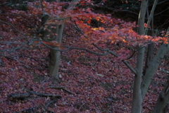 哀愁の紅葉