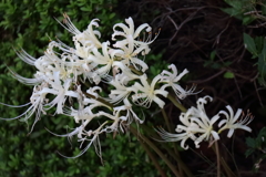 花散歩彼岸花白３