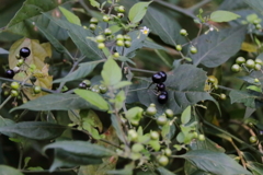 イヌホウズキ熟す１