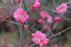 どんどん花数が増える紅梅