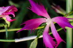 江戸変化朝顔４