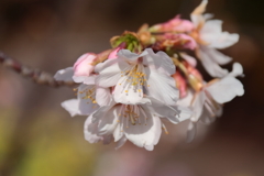 花散歩玉縄桜２
