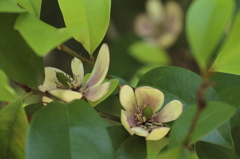 鎌倉花散歩　カラタネオガタマ