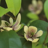 鎌倉花散歩　カラタネオガタマ