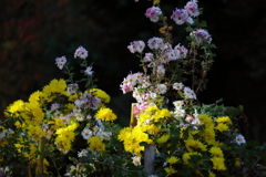 花散歩小菊終焉