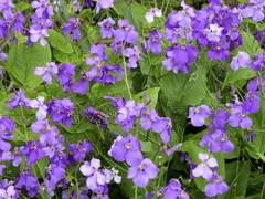 散歩道の花達　ハナダイコン