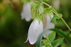 花散歩ホタルブクロ白