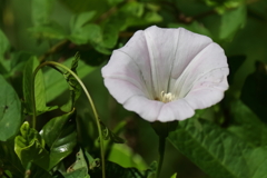 花散歩ヒルガオ２