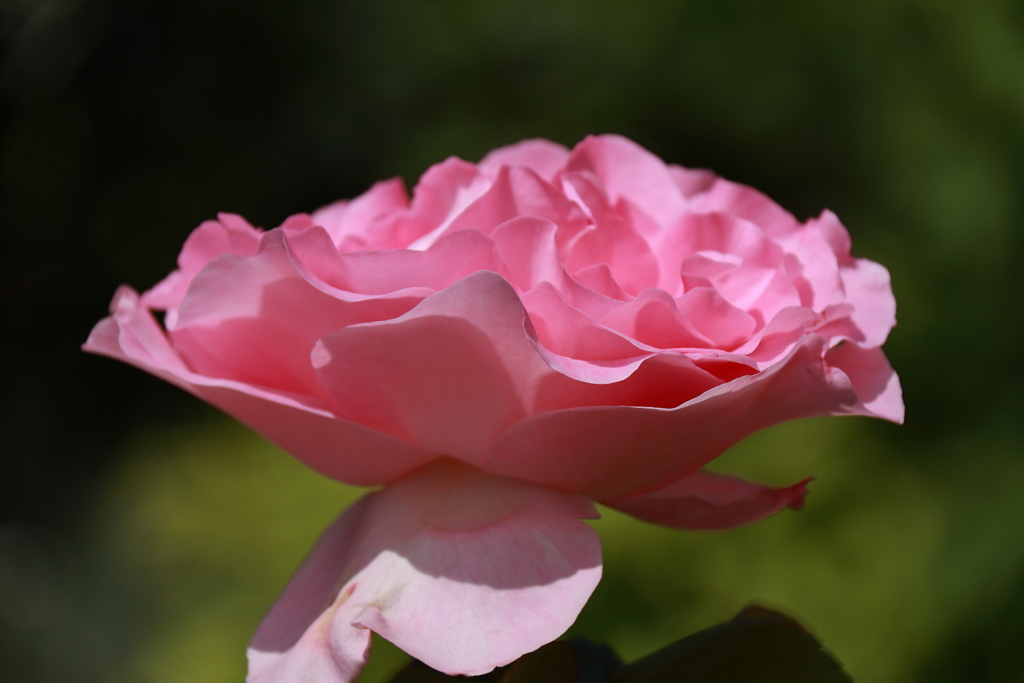 ヨコハマローズウィーク　ビバリー