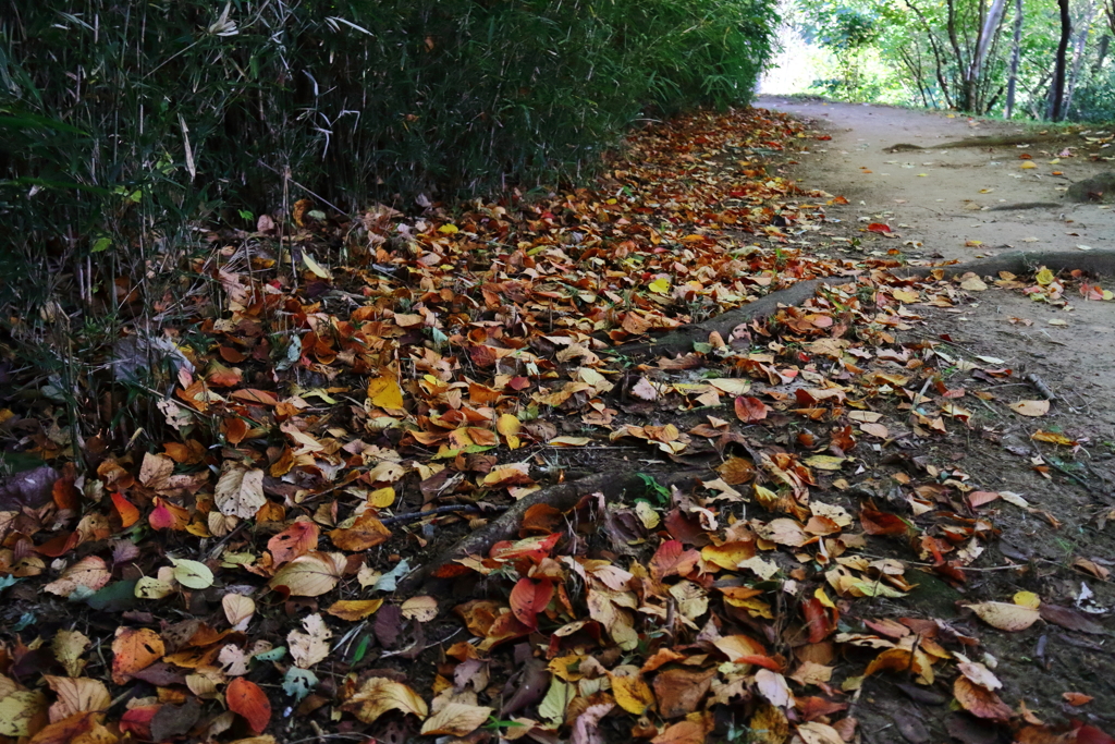 里山の小径はカラフル３