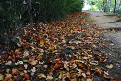 里山の小径はカラフル３