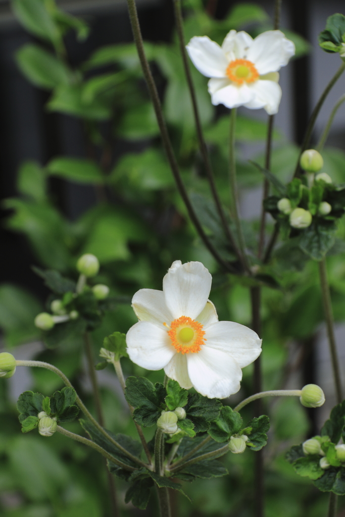 花の歳時記　愁明菊２