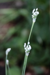 花散歩ニラ