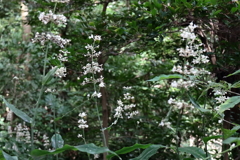 ヤブミョウガの繁茂２