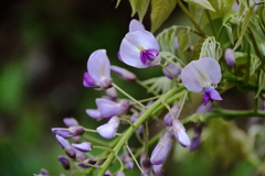 花散歩藤２