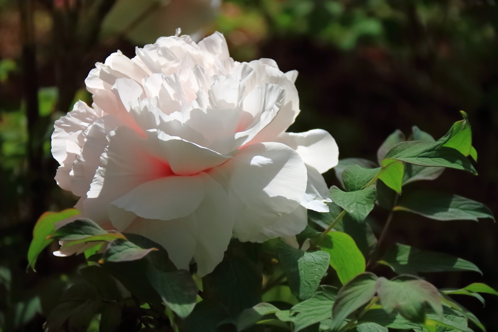 花散歩牡丹２