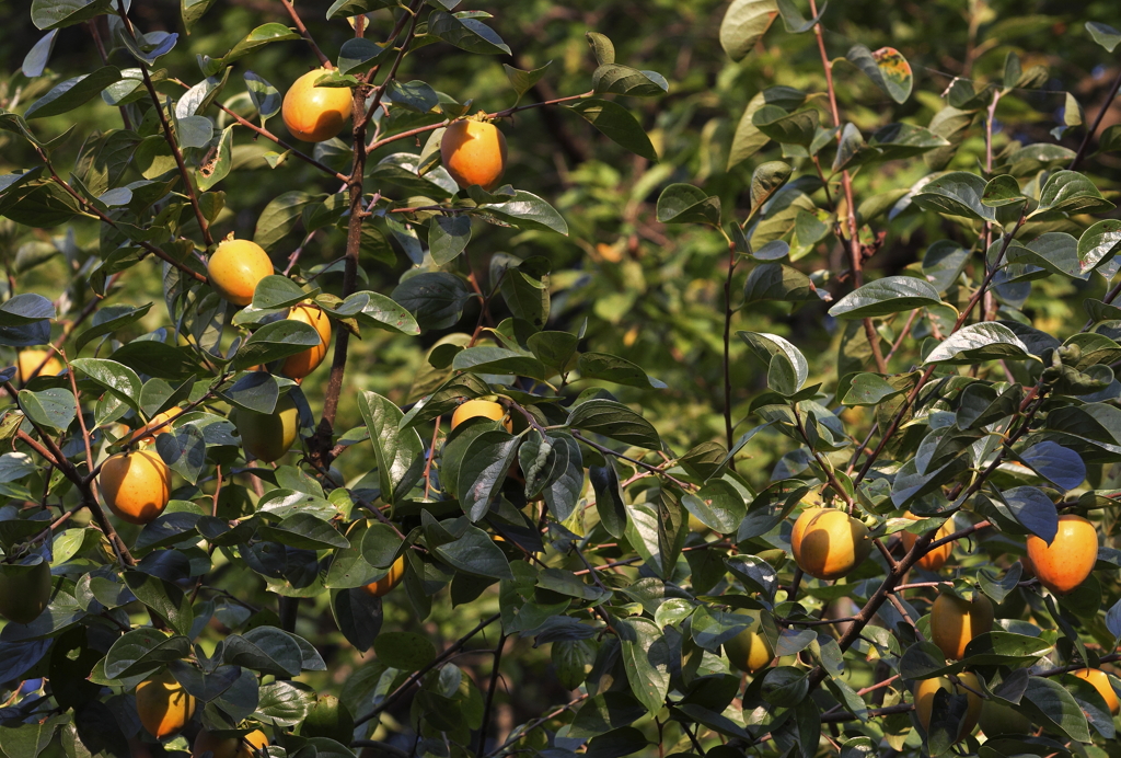 実熟す頃　柿