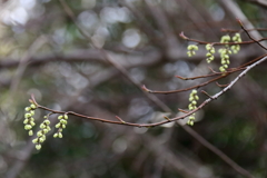 花散歩キブシ２