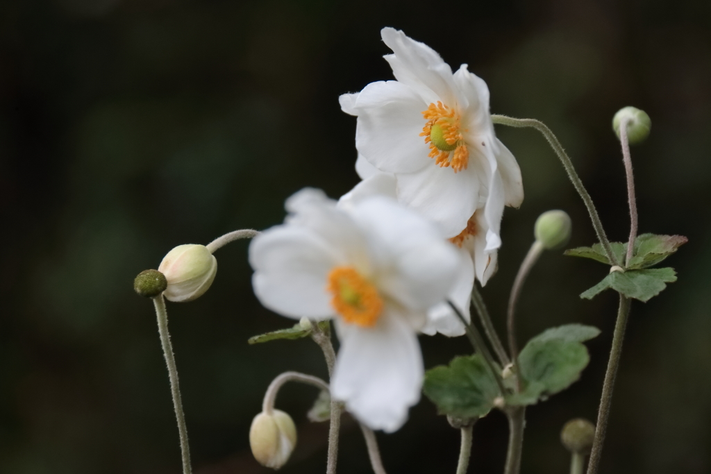 花散歩シュウメイギク